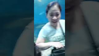 Fishy Encounters at the Manila Ocean Park shorts kids toddlers [upl. by Yenot]