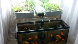 SmallScale Aquaponics System For HobbyistsBeginners [upl. by Quiteri]