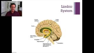 Lecture 3 Subcortical Regions [upl. by Kendrah]