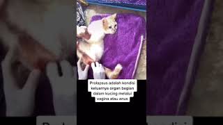 kisah kucing terlantar penderit penyakit prolapsus [upl. by Adniles]