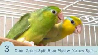 Parrotletbirds quotTop 10 Parrotlet Breeding Pairsquot Parrotletbirds [upl. by Sadira829]