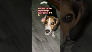 lucky beagle puppy barking he doesn’t like belly dance that’s why he barking 😂🐈🐈😂 [upl. by Licec]