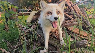 CUTE foxes enjoy their own playgrounds [upl. by Nalyt]