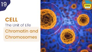 Chromatin and Chromosomes  Cell The Unit of Life cbseshorts shorts biology [upl. by Papst203]