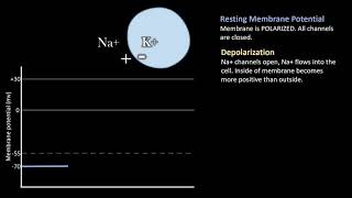 Depolarization vs Repolarization Action Potentials [upl. by Ttennaej]