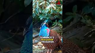 quotTemmincks Tragopan The Majestic Pheasant of the Eastern Himalayasquot one off the beautiful birds [upl. by Perlie]