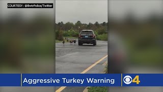 Aggressive Turkeys Becoming A Problem Police Warn [upl. by Huda]