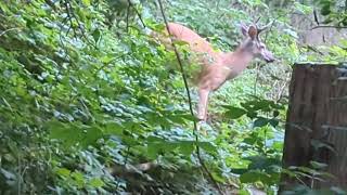 Beautiful Nature 😍 2 Deer at Erindale Park August 12 [upl. by Yirinec]