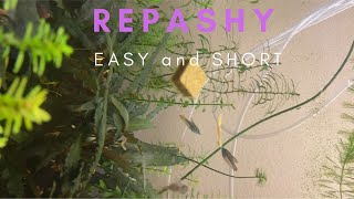 REPASHY EASY and SHORT [upl. by Nnewg]