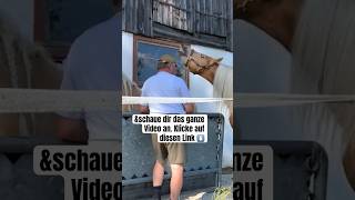 Hengst deckt Stute Ganzes Video ist verlinkt pferd reiten pony horse bayern pferde hafi [upl. by Neerroc809]