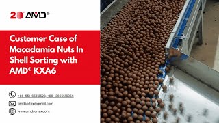 Customer Case of Macadamia Nuts In Shell Sorting with AMD® KXA6 Sorter [upl. by Aridatha]