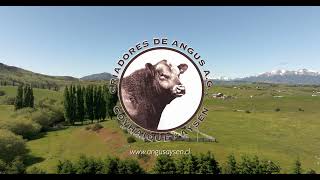 Micro documental AG Angus CoyhaiqueFundo La Termas [upl. by Sices]