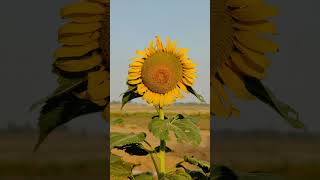 Sun Flower  Helianthus annuus  flowers nature  isaiahphoto KeeganEvansPhotoKyleNutt [upl. by Auqinom]