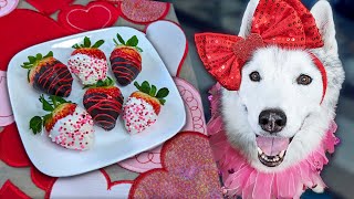 Chocolate Covered Strawberries for Dogs 💗 Easy Valentines Dog Treats [upl. by Haldes]