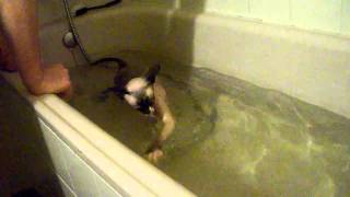 Sphynx cat playing in water [upl. by Erina]