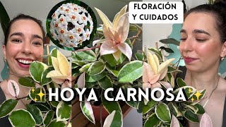 HOYAS CARNOSAS tricolor  Cómo hacerlas FLORECER y todos sus cuidados Flor de cera o nacar [upl. by Sialac]