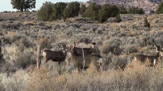 Nontypical mule deer buck wdouble drop tines early rut [upl. by Sucitivel619]