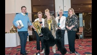 POODLE OF THE YEAR 2014 GALA [upl. by Lowney]