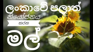 Sri Lankan Provinces Flowers  ශ්‍රී ලංකාවේ පළාත් නියෝජනය කරන පුෂ්ප [upl. by Noreh]