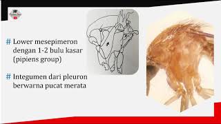 Kunci Identifikasi Nyamuk Culex quinquefasciatus Key Identification of Culex quinquefasciatus [upl. by Krenn]