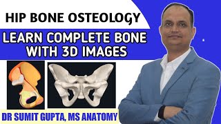 HIP BONE OSTEOLOGY [upl. by Oirevas]