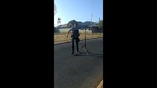 Angry goanna arrested by Western Australia Police [upl. by Valenka]