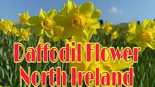 Daffodil Jonquil Yellow FlowerNorth Ireland [upl. by Werra664]