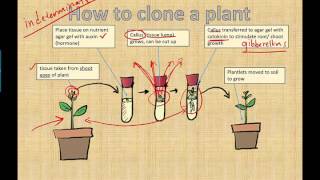 Micropropagation IB Biology 2015 [upl. by Sassan]