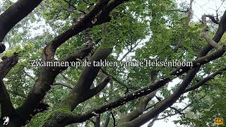 Zwammen op de takken van de Heksenboom [upl. by Sokil]