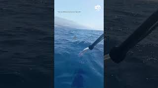 Dramatic Moment Kayaker Fights Off Hammerhead Shark With His Paddle [upl. by Ileak645]