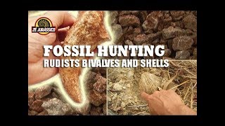 Fossil Hunting  Rudists Bivalves and Shells [upl. by Eileek777]