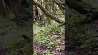 Nebelwald auf La Gomera Garajonay Nationalpark Rainforest Gomera [upl. by Remsen483]