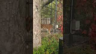 Best tiger roar ever sound  Helsinki zoo [upl. by Daryle]