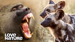 Baboons Use Their Alarm Call to Fend Off Wild Dogs  Love Nature [upl. by Sprague]