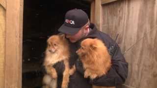 ASPCA and Kentucky Humane Society Rescue Puppy Mill Dogs in Nancy KY Jan 21 2014 [upl. by Odlanor]