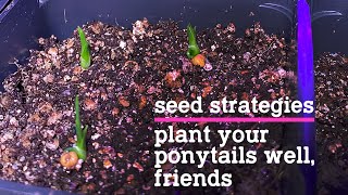 How to plant ponytail palm seeds [upl. by Elehcin120]