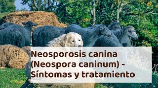 Neosporosis canina Neospora caninum  Síntomas y tratamiento [upl. by Suillenroc]