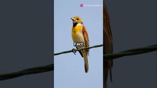 Top 5 Fascinating Facts About Dickcissels [upl. by Slack68]