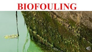 BIOFOULING [upl. by Arim]