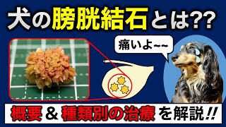 【犬の膀胱結石】犬の膀胱結石とは？概要を解説 [upl. by Erland]