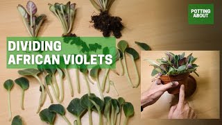 Dividing African Violets [upl. by Naeerb]