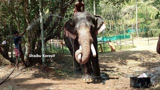 ചെത്തല്ലൂർ ദേവീദാസൻ  CHETHALLUR DEVIDASAN ELEPHANT [upl. by Yannodrahc]