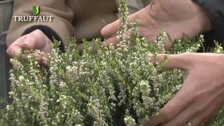 Les bruyères  créer un massif de plantes couvresol  Truffaut [upl. by Amalle]