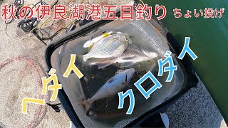 10月の伊良湖は通好みだった [upl. by Dart]