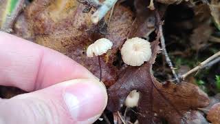 Marasmius rotula seta paracaídas [upl. by Dorise529]