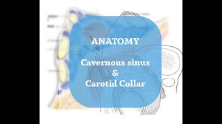 Neurosurgery Basics Lecture  Cavernous Sinus Anatomy [upl. by Sumetra419]