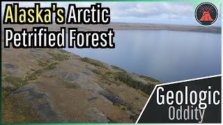 Alaskas Arctic Petrified Forest A Geologic Oddity [upl. by Samaj]