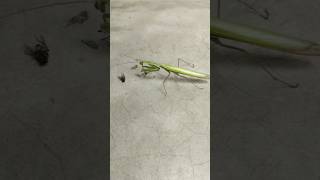 Green mantis vs housefly  mantis shortsfeed shortsviral animals wildlife short ytshorts [upl. by Goran]