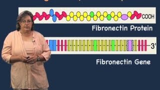 Role of introns  Melissa Moore U MassHHMI [upl. by Ardeahp]