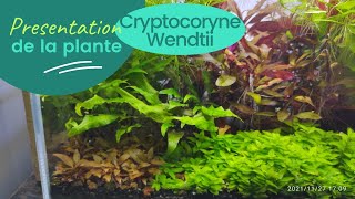 Cryptocoryne Wendtii  plante  aquarium eau douce [upl. by Peony582]